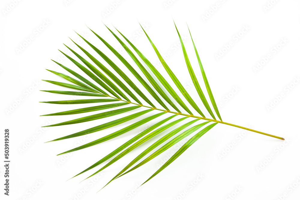 Obraz premium leaves of coconut palm tree isolated on white background, summer background
