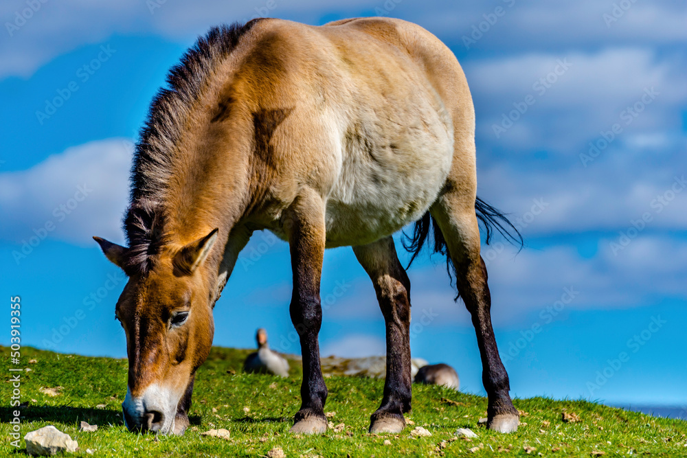 Horse Eating Grass Horse Eating Grass