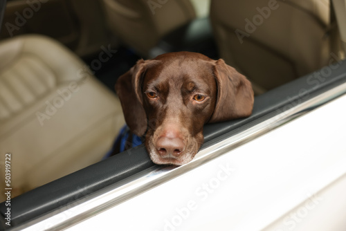 Cute German Shorthaired Pointer dog peeking out window while waiting for owner in car. Adorable pet