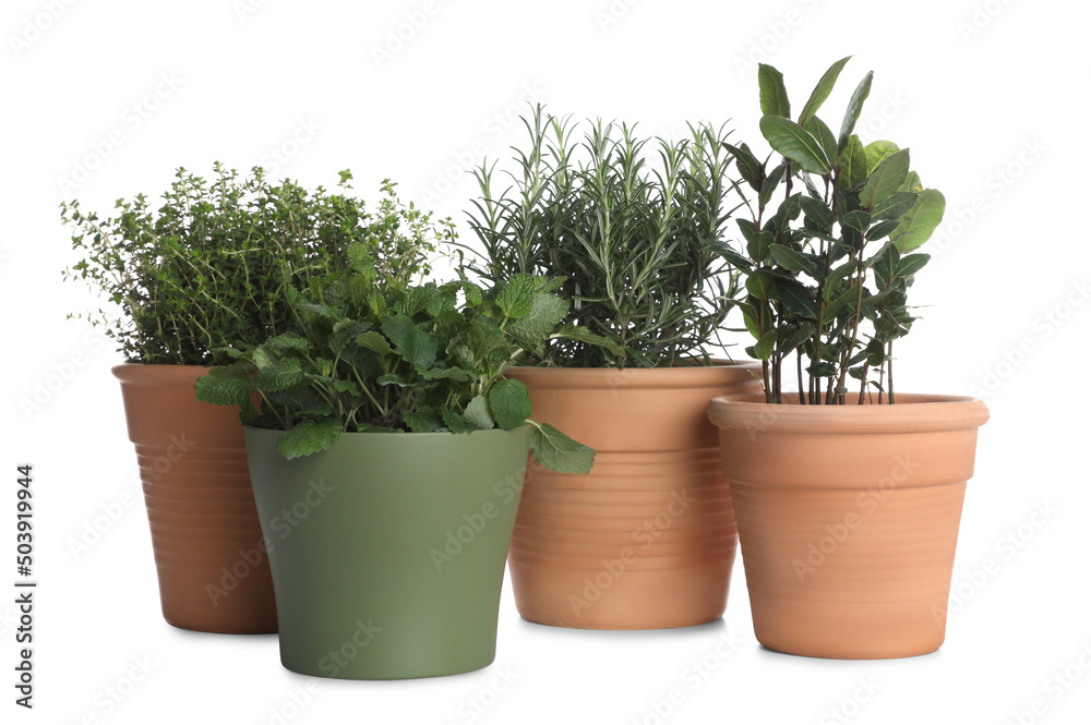 Pots with thyme, bay, mint and rosemary on white background