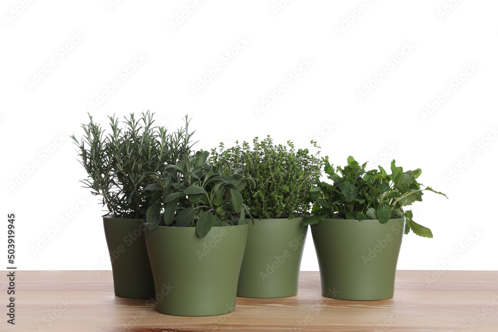 Pots with thyme, sage, mint and rosemary on wooden table against white background Pots with thyme, sage, mint and rosemary on wooden table against white background