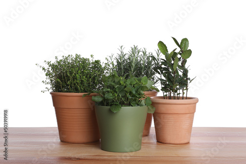 Pots with thyme, bay, mint and rosemary on wooden table against white background