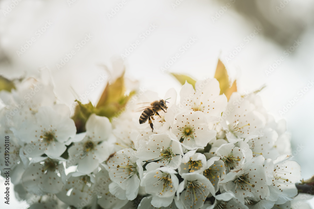Close up view on the bee pollinating cherry blossoms. White cherrys flowers blossom on the spring. Spring life in garden. Hard work of nature. Close up view on the bee pollinating cherry blossoms. White cherrys flowers blossom on the spring. Spring life in garden. Hard work of nature.
