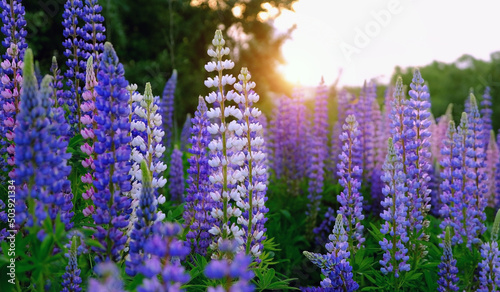 purple-pink lupine flowers on sunny meadow, abstract natural green background. beautiful atmosphere rustic landscape with flowers. summer season