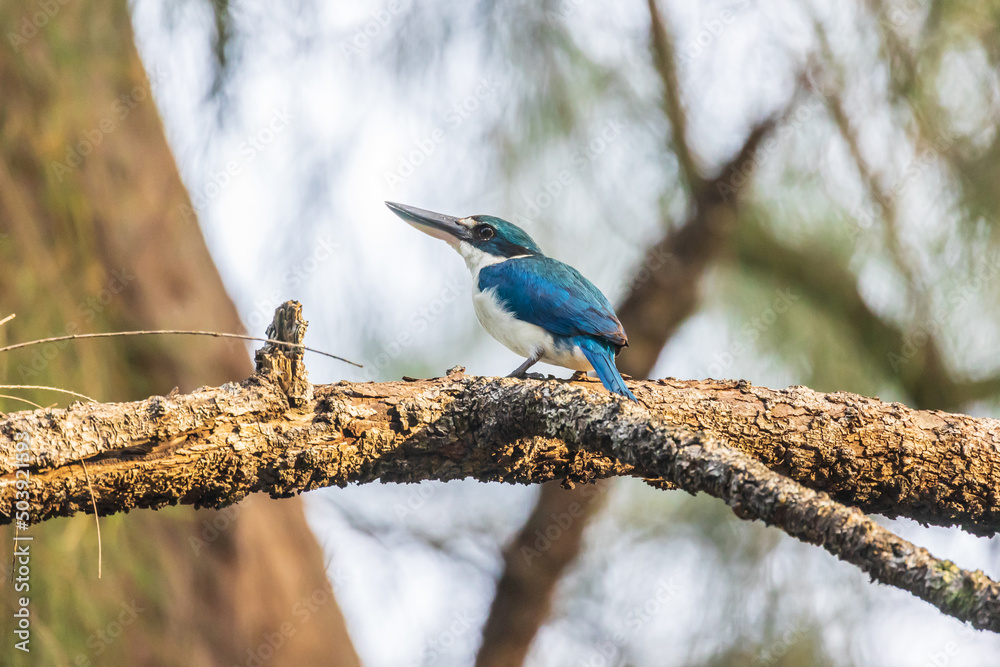 Collared Kingfisher, beautiful bird perching on the branch. Collared Kingfisher, beautiful bird perching on the branch.