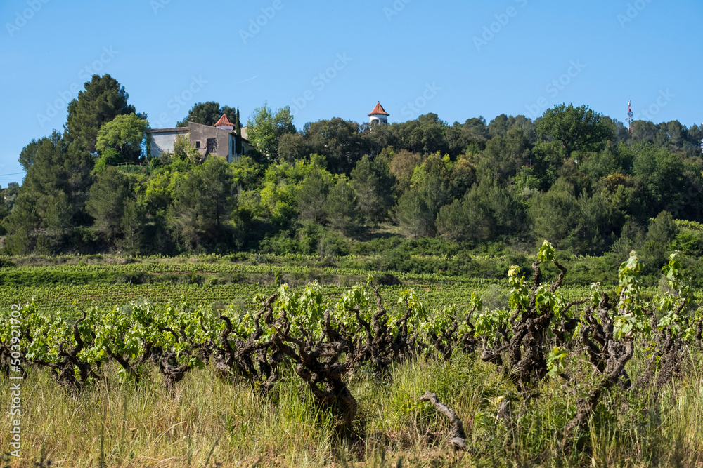 Vineyards in the spring in the Subirats wine region in the province of Barcelona