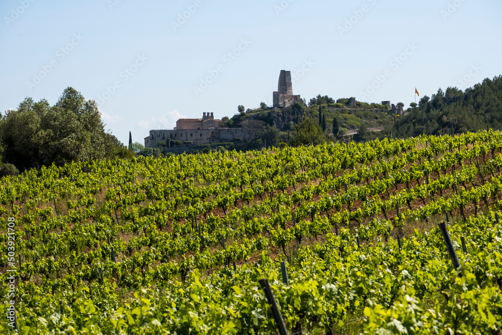 Vineyards in the spring in the Subirats wine region in the province of Barcelona