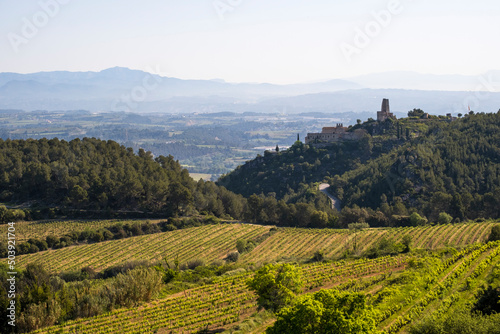 Vineyards in the spring in the Subirats wine region in the province of Barcelona