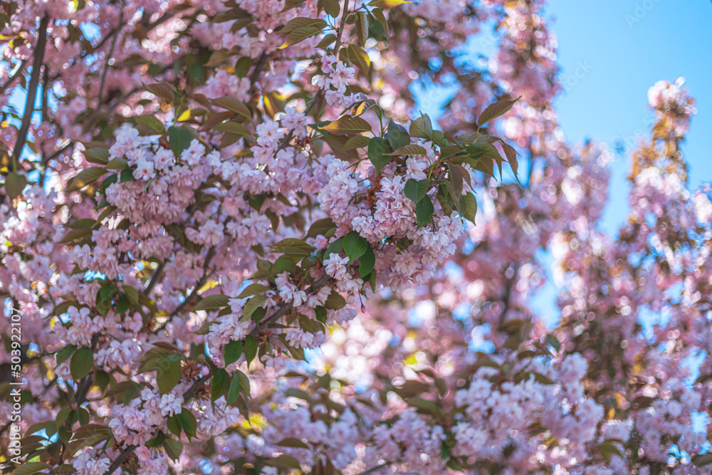 Selective focus of cherry blossoms in the spring season in the park. Natural floral background. Pink cherry tree flowers. Macro. flowering tree in the city of Dnipro, Ukraine Selective focus of cherry blossoms in the spring season in the park. Natural floral background. Pink cherry tree flowers. Macro. flowering tree in the city of Dnipro, Ukraine