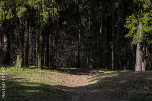 Hiking trail leading through the forest on a sunny spring day