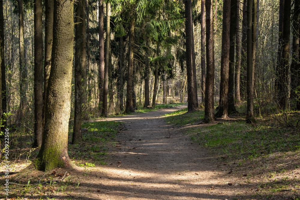 Forest path leading through dense forest on a sunny spring day Forest path leading through dense forest on a sunny spring day