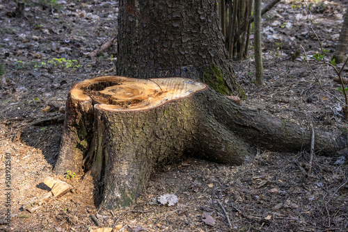 Large old stump of a sawn tree with a hole inside