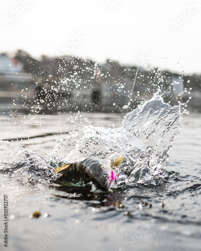 fish jumping in the water