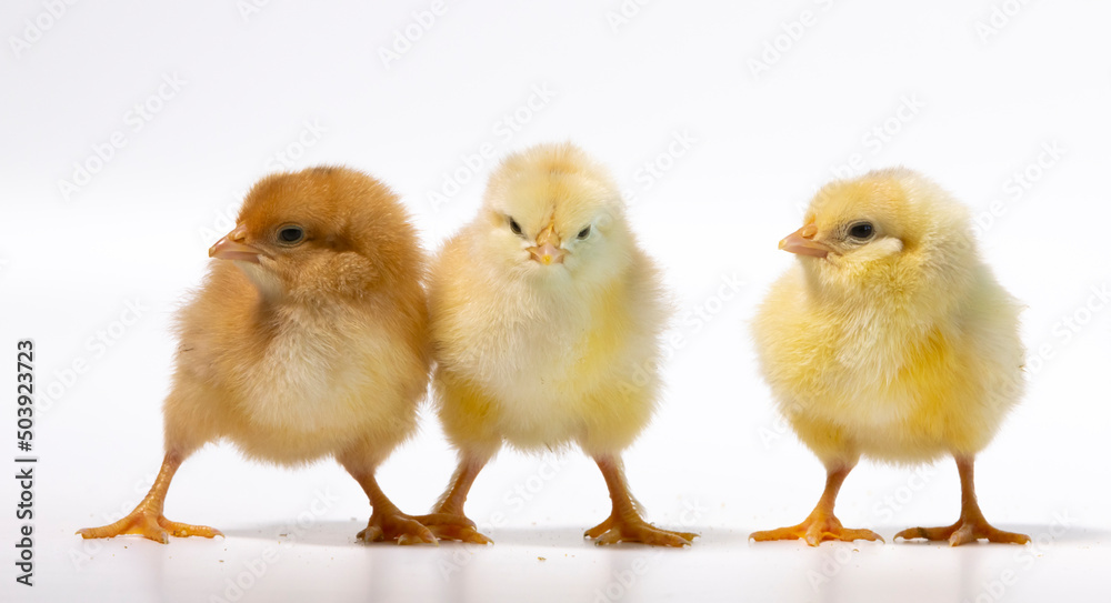 three little chickens, isolated on white three little chickens, isolated on white