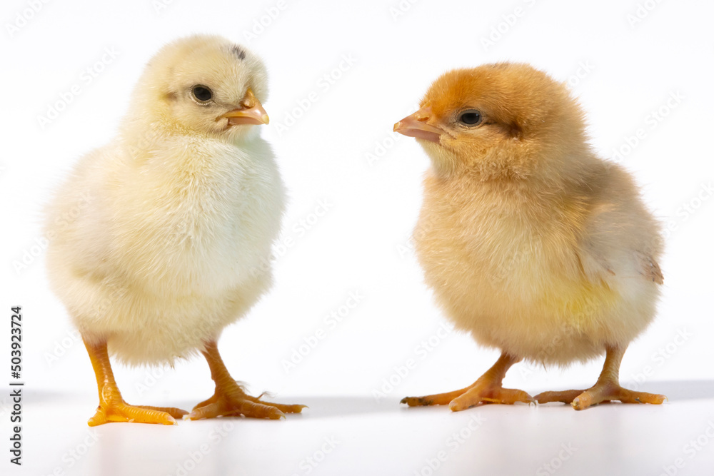 two little chickens, first day on own legs