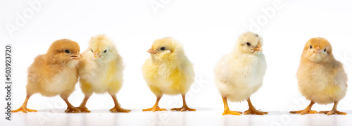 group of yellow and white small chicken on line photo