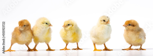 group of five yellow chicken on white background