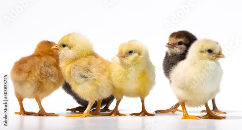 group of cute chicken on white background