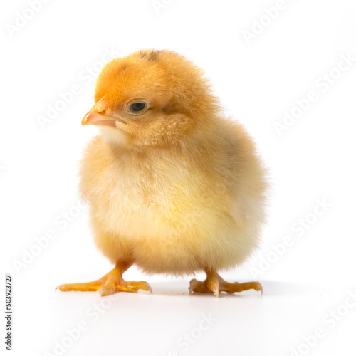 little yellow chicken on white background