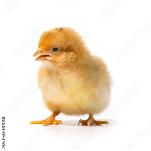 baby orange chicken with open beak,isolated on white