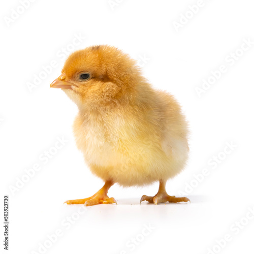 little yellow chicken on white background, lookingon left side