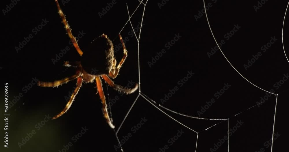 An orb-weaver spider spins its web at night, macro following shot