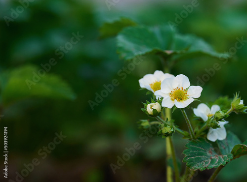 Strawberry bush with green leaves and white flowers in vegetable garden, fruit growing