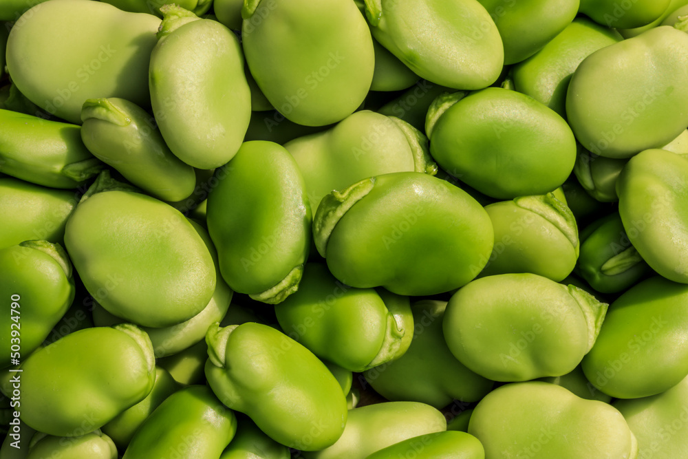Healthy organic green raw broad beans