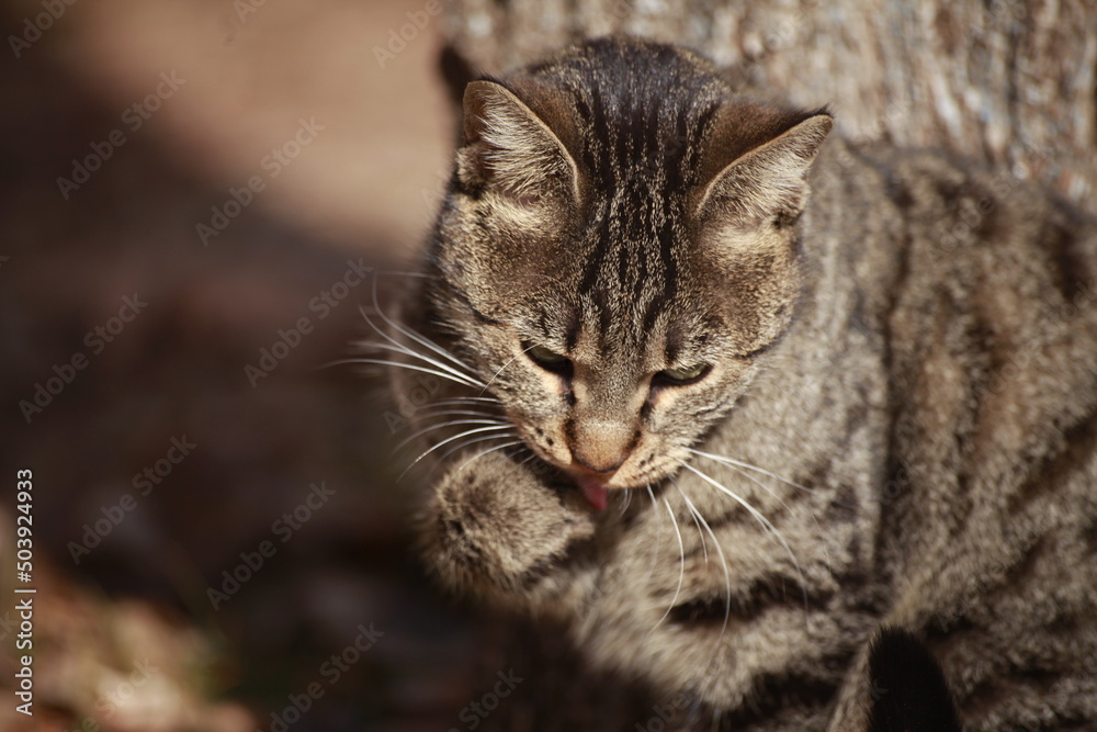Picture of a gray striped cat in the garden Picture of a gray striped cat in the garden