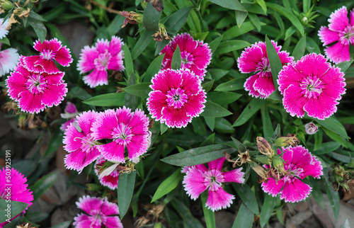 Queen pink color sweet william flower with white stripes. Dark pink dianthus flower in a garden close-up shot. Beautiful sweet william flower with green leaves. Dianthus flower garden photo.