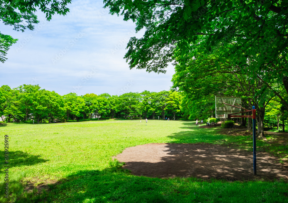 Obraz premium 青空と新緑の公園