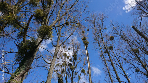Mistletoe Balls in Trees against Winter Sky