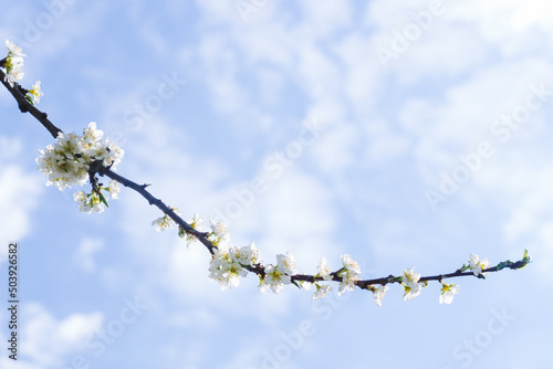 Branch with white blooming apple flowers on the background of the cloudy sky wiht space for text