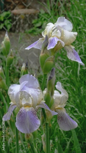 Purple iris flowers with raindrops on petals grow on flower bed or in backyard. Vertical format. photo