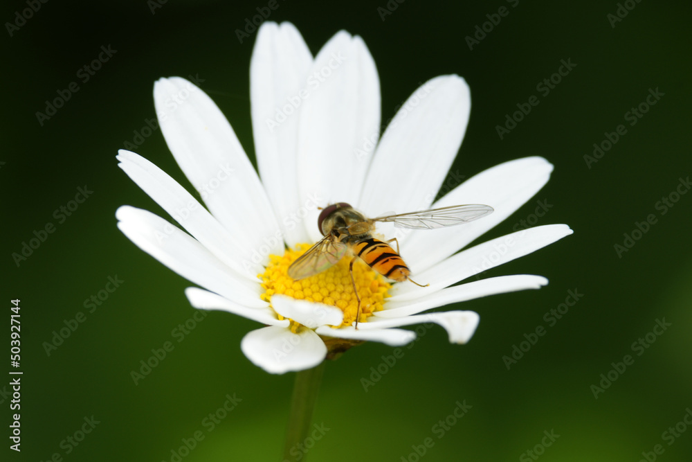 Obraz premium Blume mit Biene
