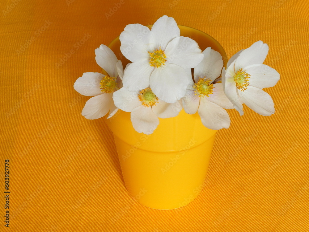 Closeup of anemone sylvestris white flowers in yellow vase on tablecloth