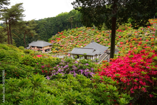 日本の東京都青梅市の塩船観音寺のカラフルなツツジ