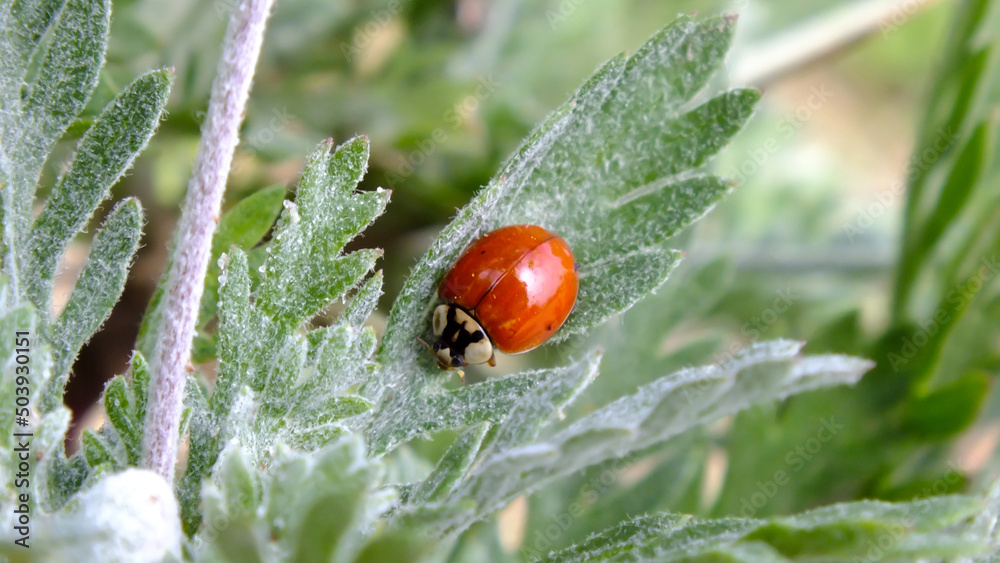 Fototapeta premium Red ladybug on a green leaf, Close up image of a ladybug with green blurred background, also called ladybird beetle, Macro insect photo, HD 16:9 wallpaper