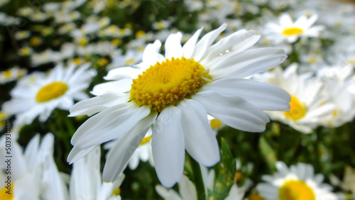 Closeup shot of white daisy in a garden with daisies on blurred background  Daisy flower concept  Bellis perennis blossom with white petals and yellow center  Selective focus