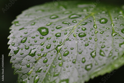 雨のしずくがいっぱいついたアジサイの葉っぱ