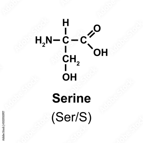 Serine Amino Acid Chemical Structure. Vector Illustration. photo