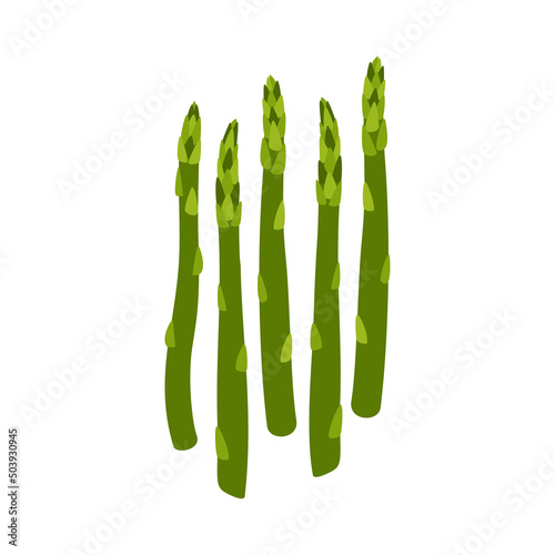 Vector illustration of green asparagus stems isolated on white background. Healthy food and vegetarian nutrition. Flat illustration of vegetables for organic farming market.
