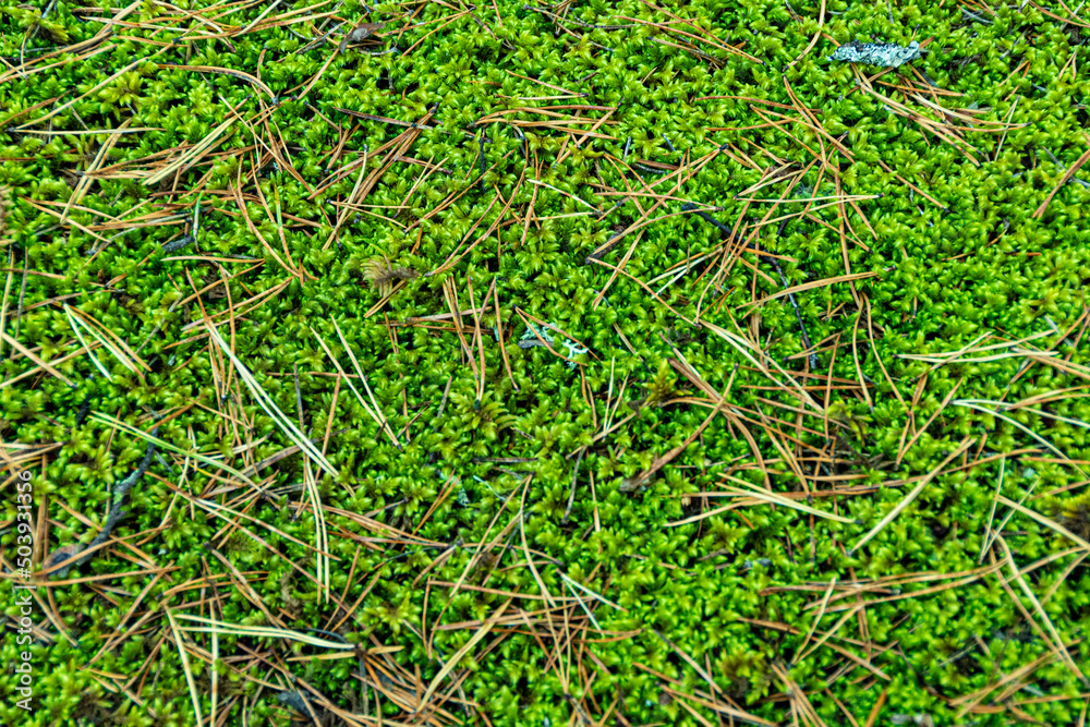 Green moss in taiga forest as abstract background Green moss in taiga forest as abstract background