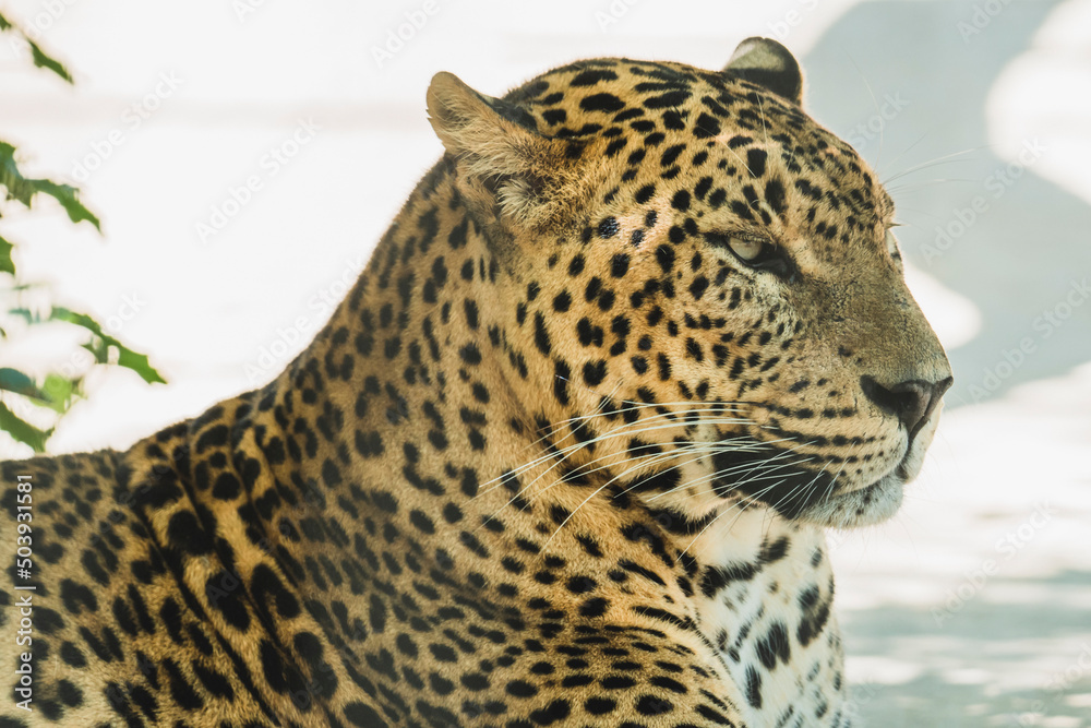 Naklejka premium Leopardo tumbado y descasnsando en arbol