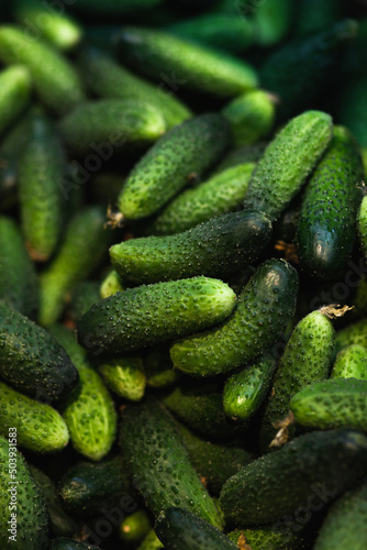 Heap of cucumbers close up in a box