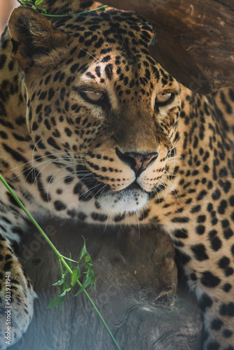 Leopardo tumbado y descasnsando en arbol © MiguelAngelJunquera