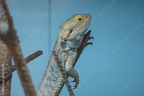 Lagarto sobre una rama dentro de un terrario photo