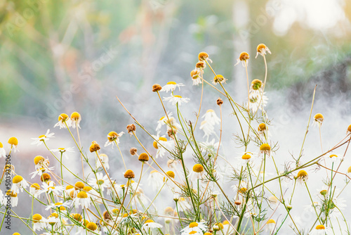 Chamomile flowers on foggy morning. Smoke from fire consumes stems and petals. Harvesting of medicinal plants.