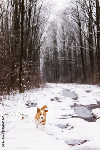 Cute dog in. the middle of forest innn. winter time with beautiful alley in background