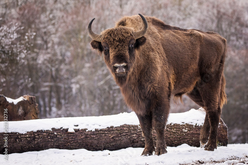Bisons in forest during winter time with snow. Wilde life photo